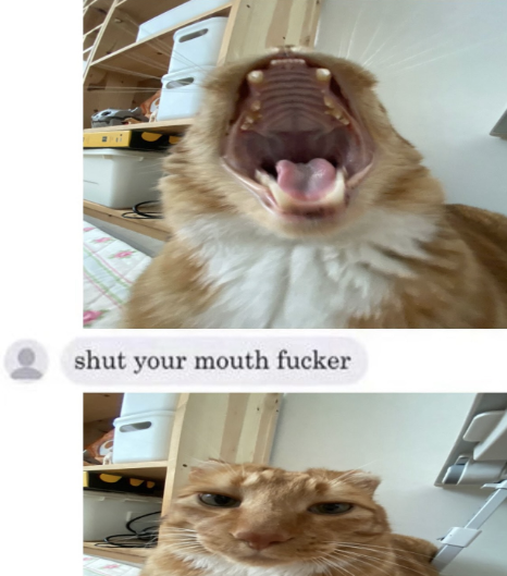 catsbeiingcats's tweet photo. https://t.co/NUnWQC1X86