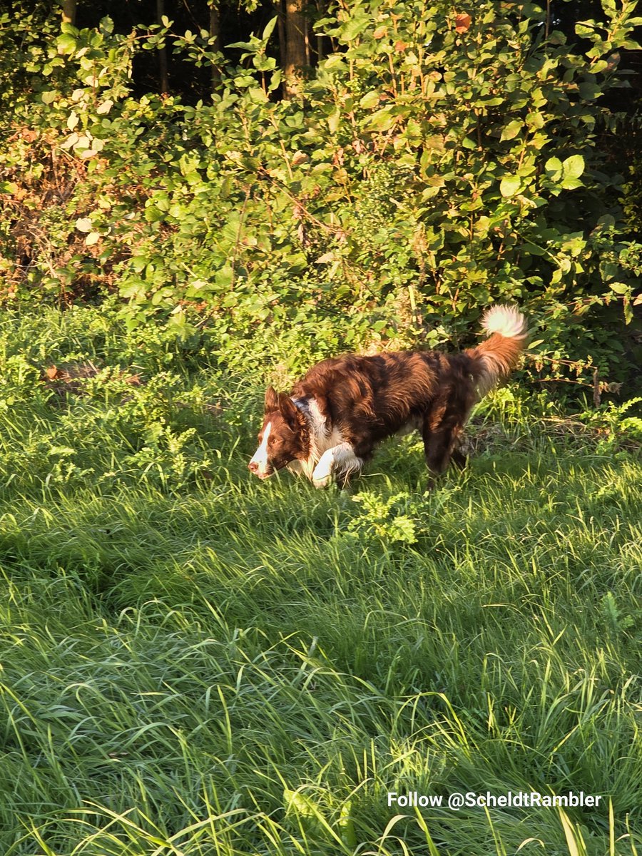 ScheldtRambler's tweet photo. Checkpoint. Somebody built a gate overnight. She went through it anyway.
Friday, first light. The valley had hung the jewellery out. He was already late for his own inspection. #bordercollie #scheldeland #ochtendmist #goldenhour 
               https://t.co/eidBg98Zbw https://t.co/Yapubeo8RR