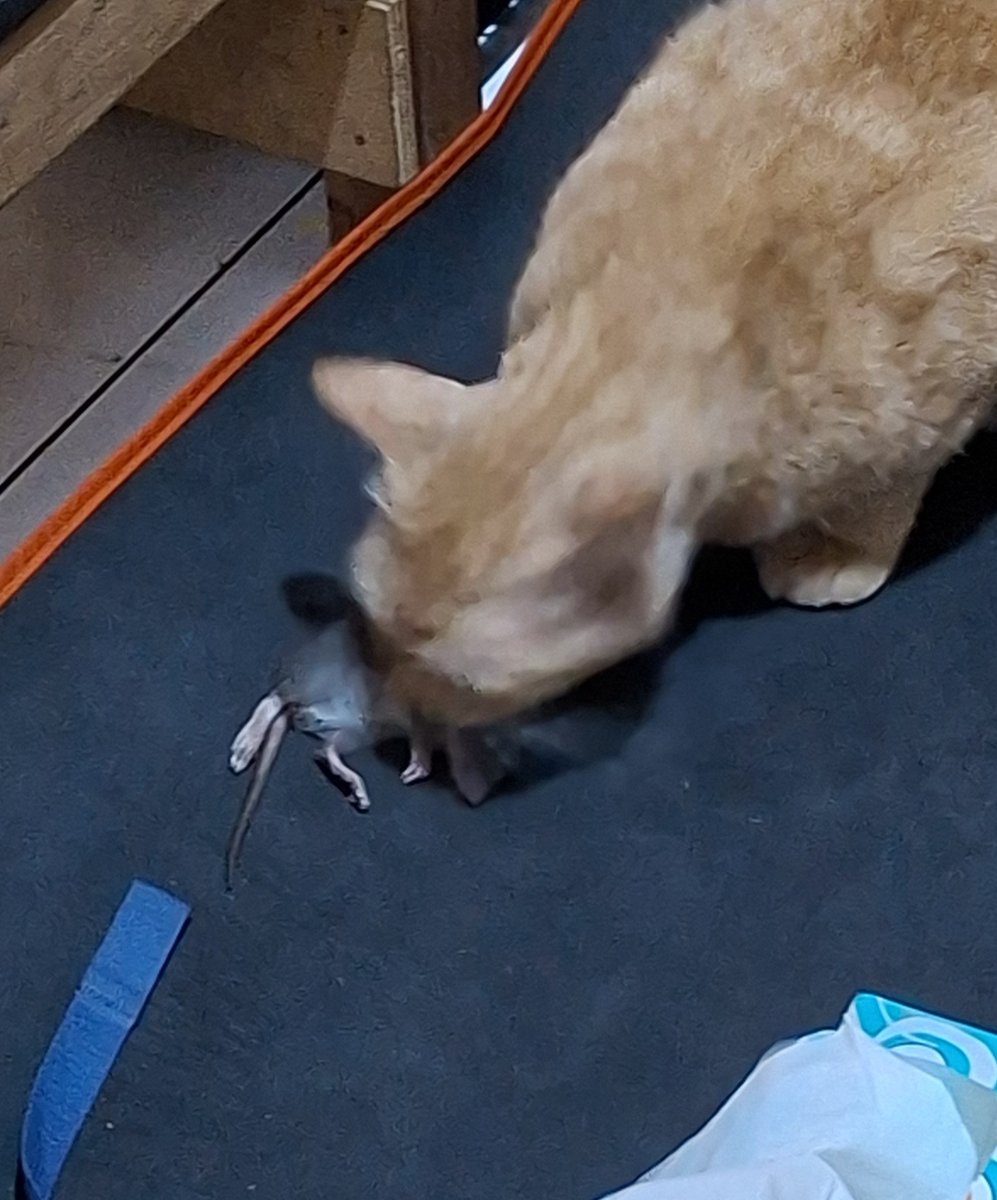 imengsz's tweet photo. sumpah kucingku gantleman tapi gilani. Aku jam 2 pagi kelaparan gaada lauk, trs gak lama kucingku datang membawa TIKUS dan dikasihkan ke aku. Aku heboh krna gilani cik, trs dia liat aku smbil marah gt. Akhirnya aku terima 'iya Mo makasih ya' lgsg dikasihkan ke dekatku. Gilanii😭 https://t.co/rDp5OfwlZm