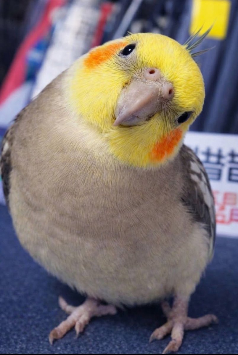 kohaito7915's tweet photo. えへへ園児 https://t.co/6lHxg1xua0