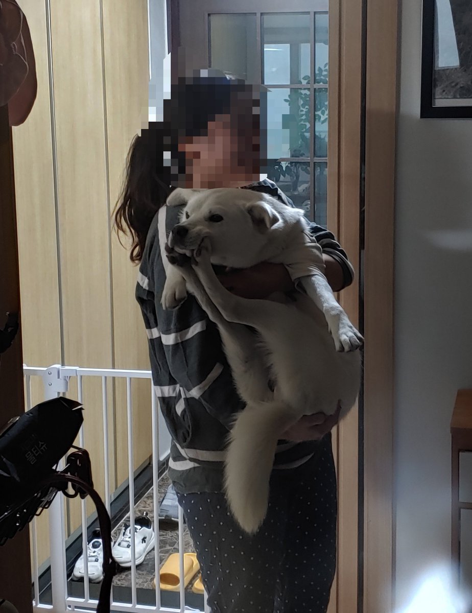 siasura's tweet photo. 제비를 막 데려왔을 무렵의(그땐 14.9kg, 지금은 20kg)
내가 제비를 안고 있는 사진을 보면 ㅋㅋㅋㅋ

인간은 많은 발전이 있었습니다 강아지여. 
누나는 이제 너를 안고 뛸 수도 있습니다 강아지여.

심지어 저때 나 68kg이어서 체급 완전 좋았었는데도 ㅋ
50kg인 지금보다 제비를 더 못 안음 ㅋ https://t.co/N2XS21ssPa