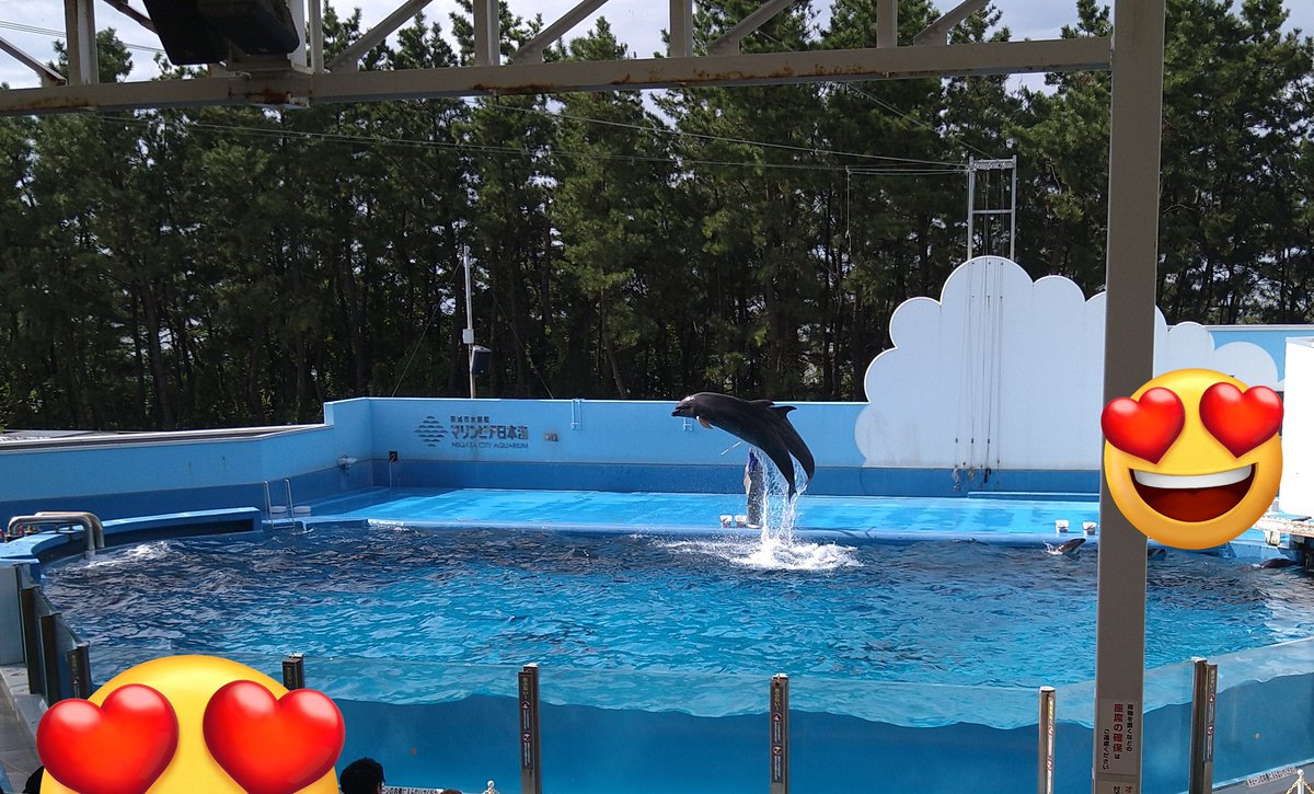 Shin405911's tweet photo. 何年ぶりかも分からん水族館に行ってイルカショーとか見てきました https://t.co/QcBK0a0S6t