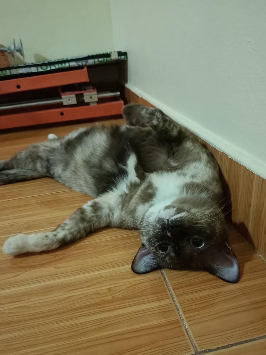 Thaanathonbb's tweet photo. ห้องเรามีแมวนะ 😛 https://t.co/NpjQZ2knxH