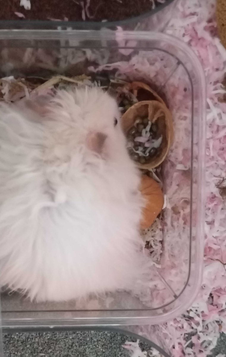 KanekoRuii's tweet photo. dikasi walnut cepet abis. dituangin kacang ijo langsung ubek ubek foraging box. the rill foraging box kaya uda jadi tempat tidur. banyak bgt bedding masuk

tips biar syrianku ga gembrod coba. ak takut dia obesitas😔 https://t.co/SSqTo3PiTt