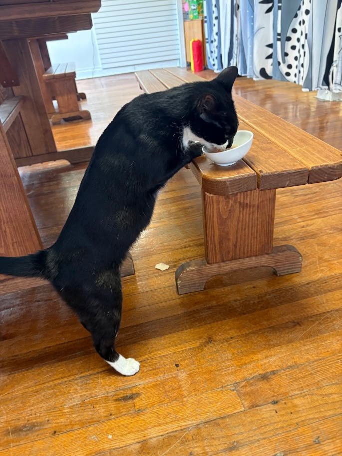 MeWowCatCafe's tweet photo. If you'd give us 2 seconds, we would have put that on the floor! 😹😹  oh, and Good Morning everyone - Happy Furiday!  😻❤

#mewowcatcafe #catcafe #catlovers #breakfast #goodmorning #cat https://t.co/BrcYls5Mdr