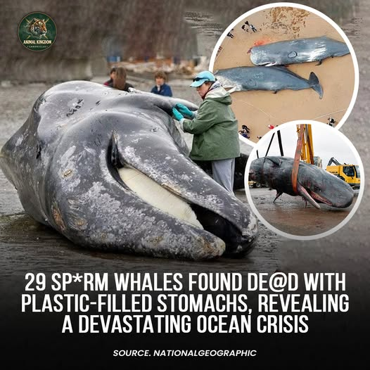 tiger26931's tweet photo. The discovery of 29 dead sperm whales with plastic filled stomachs has exposed a devastating warning about what is happening beneath our oceans. The heartbreaking loss shows how dangerous plastic pollution has become for marine life. https://t.co/Cmt7YZcgxt