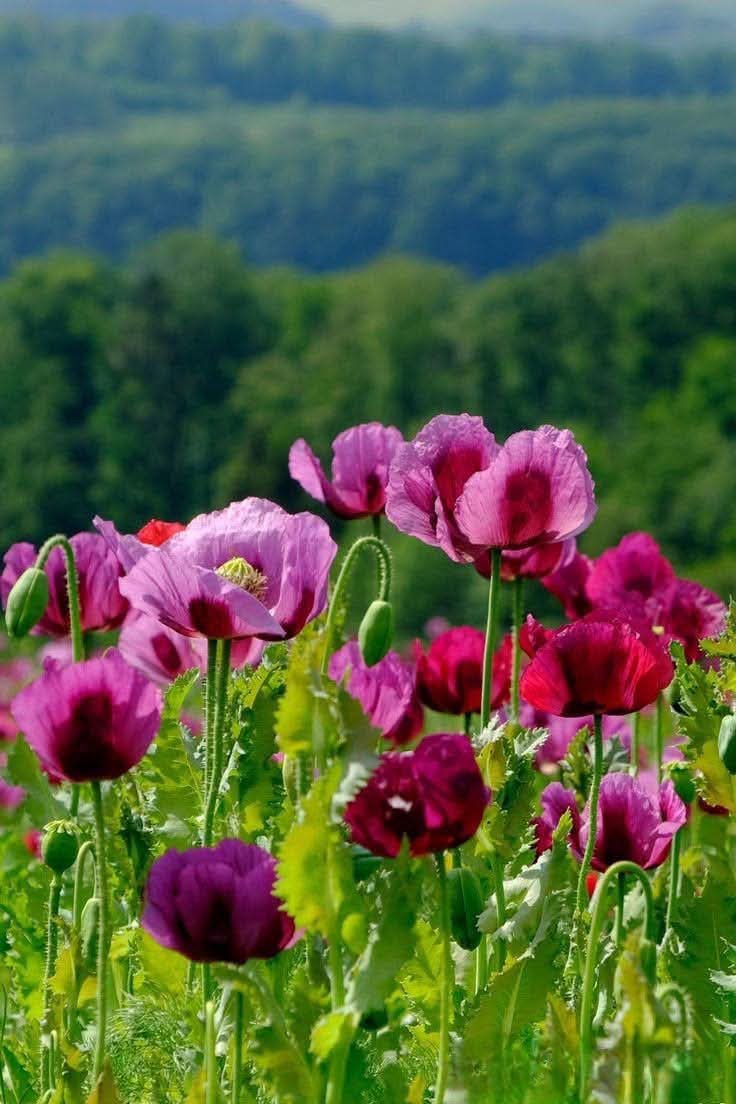 flowersworld298's tweet photo. https://t.co/OVtYHVBYcz