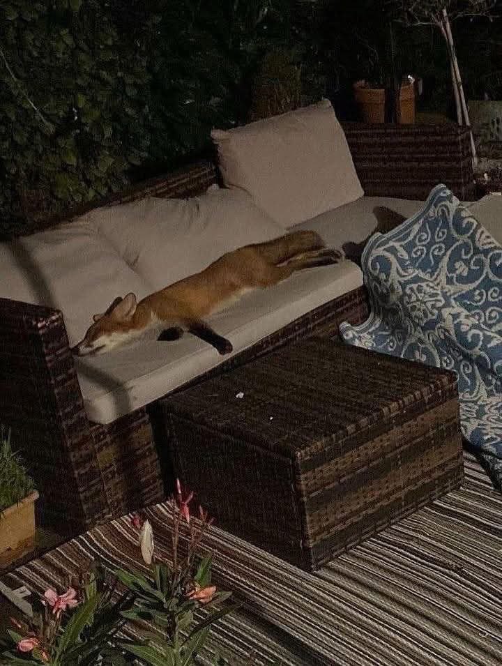 Raclure03's tweet photo. Quand à la base tu es sauvage, mais bon un peu de luxe c'est pas mal quand même 🤣🤣🤣 https://t.co/Tcmok87jV3