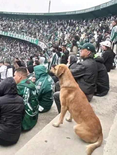 Coritiba's tweet photo. 4 anos depois, no mesmo lugar, a casa dele. 💚

Adote. 

📸 Vick Costa | Coritiba
#SetembroCaramelo https://t.co/lgS2epCGL9