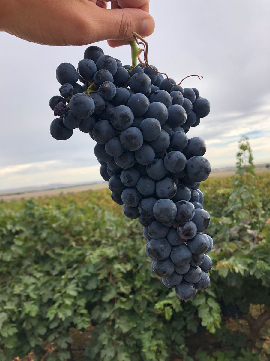 VinodeToro's tweet photo. Disfrutar de estas imágenes de vendimia es una maravilla que solo en la #DOToro podemos describir. ¿A qué esperas para venir a disfrutar de nuestros vinos, viñedos y la #VendimiaToro2026? #DOToro 🥰🍇🍇 https://t.co/lFo91YwVNK