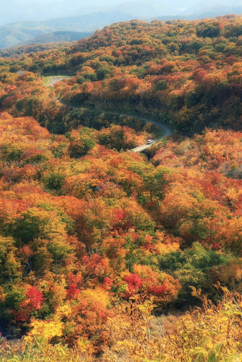 akaringo_photo's tweet photo. 秋田県で見れる紅葉ロード🍁 https://t.co/CIy9fNtuGZ