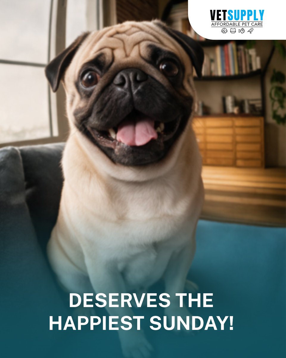 vetsupplyau's tweet photo. SNIFF SNIFF… 👀🐾
Someone smells like they deserve ALL the cuddles, treats, belly rubs & happiest Sunday vibes! 🐶💛
Because Sundays are better when you’re spoiled. 🐾✨
#vetsupply #vetsupplyau #happysunday #sundayvibes #petparents #petlove #dogsofaustralia #petsofaustralia https://t.co/SgMZCN8LYi