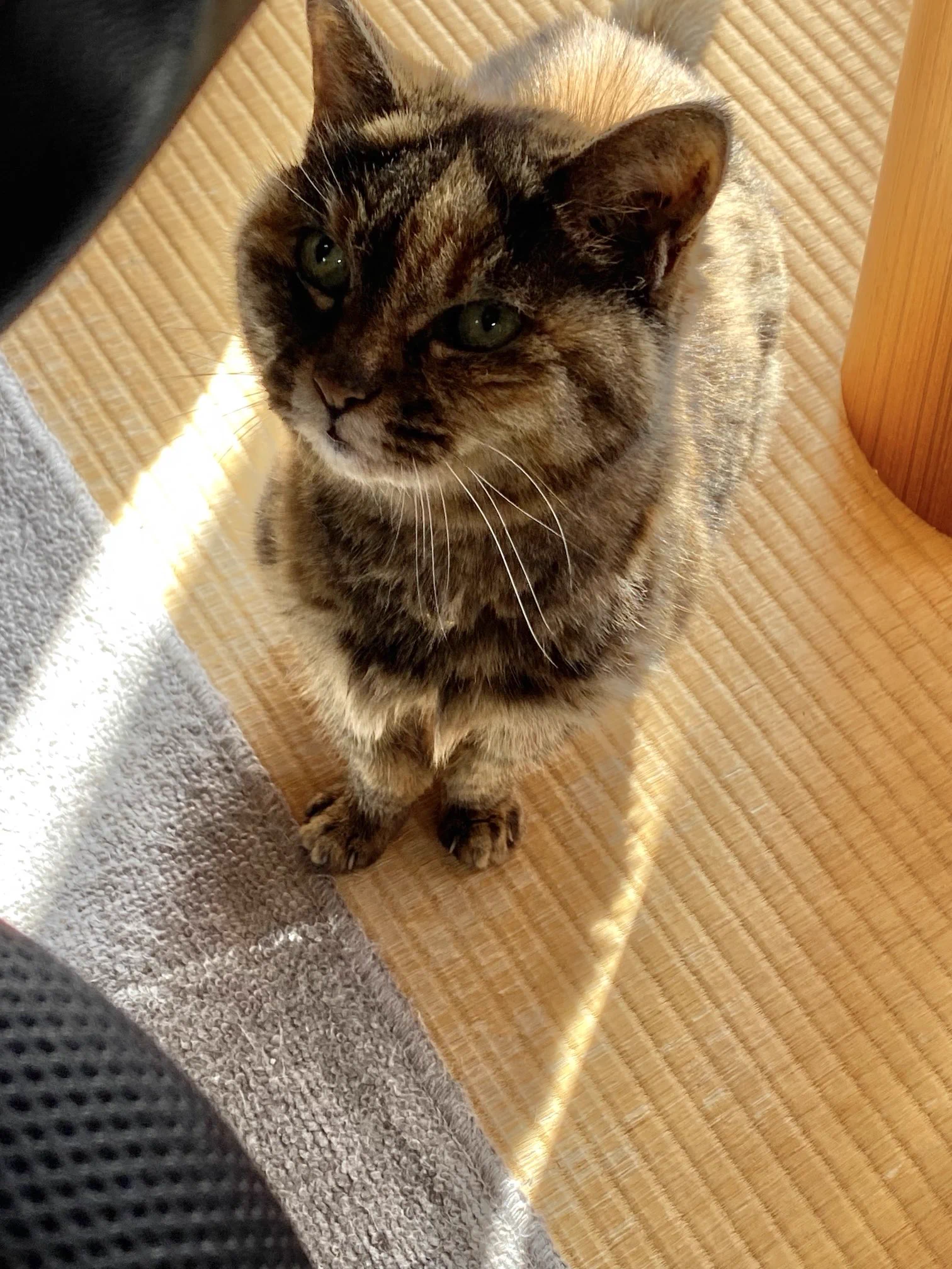 ねこ先輩 on X / X