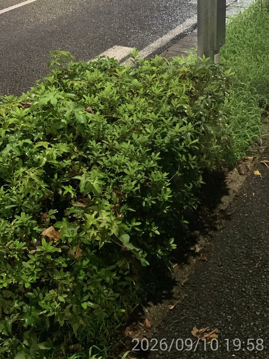 kimachan1966's tweet photo. わたしねー
X-T30IIIの使い方がさー
ホントにわからんくて
なんとか操作方法を知りたくて
取説のPDFを見てみよう

としてるんだけども
なかなか進まない
進めない

あれ？

※X-T30III持ってません
カッコよくて好きで
使い方を知りたいなあ
って思ってるだけです https://t.co/TAvG8OA8Jb