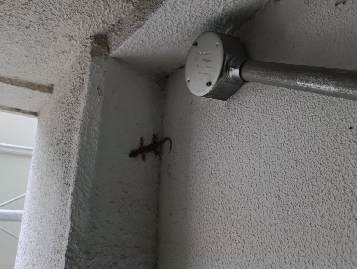 mahhasoro's tweet photo. 丸ボックス開けようとしたら出て来た
ブルーカラーの職業を選んだ事を後悔しました https://t.co/ijaQl1rIpN