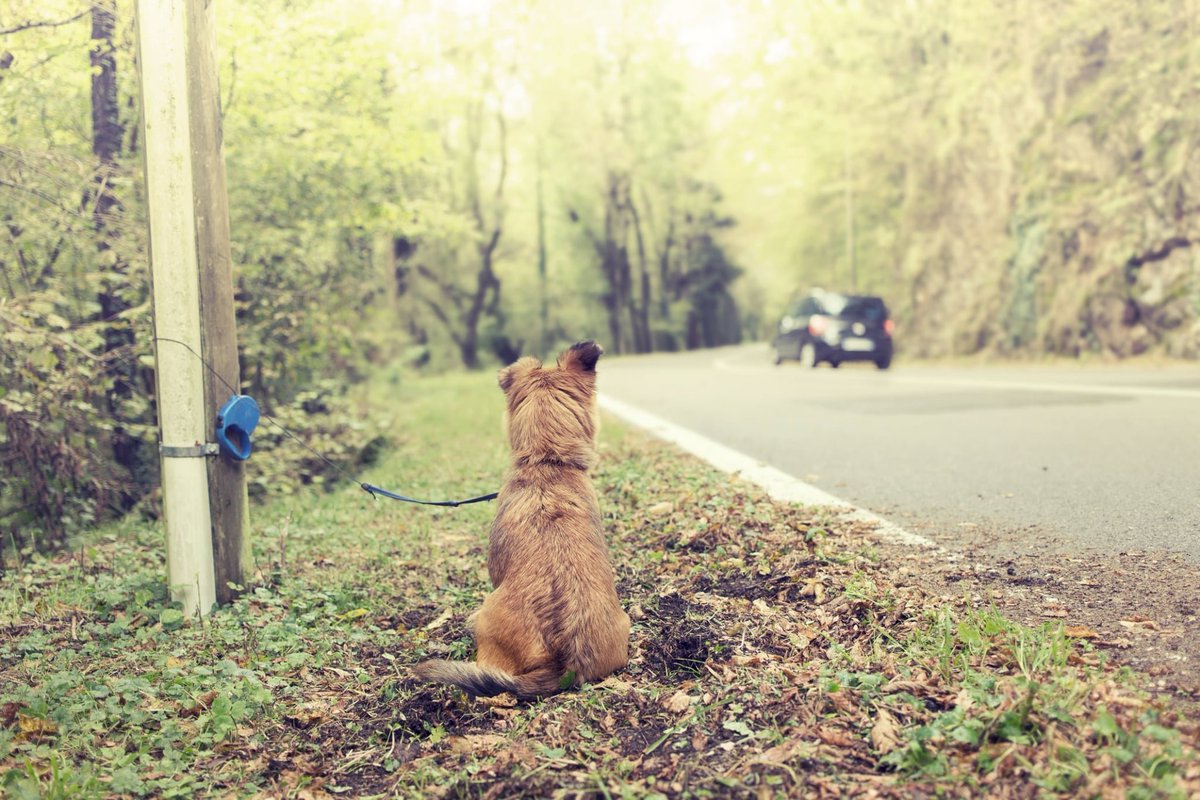 InfosFrancaises's tweet photo. Triste record : un nombre record de 10.000 animaux, principalement des chats et des chiens, ont été recueillis par la SPA cet été, saturant les refuges. Un nombre en augmentation de 20,8% par rapport à 2025. https://t.co/UsgZfx2HLA