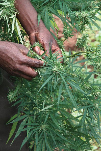 Eternally_Jaded's tweet photo. Durban Poison is a pure sativa from South Africa. The plants can grow up to 30 feet tall &amp; contain THC-V, a stimulating cannabinoid that reduces appetite, increases energy, and improves focus. https://t.co/0QKVRA8Jor