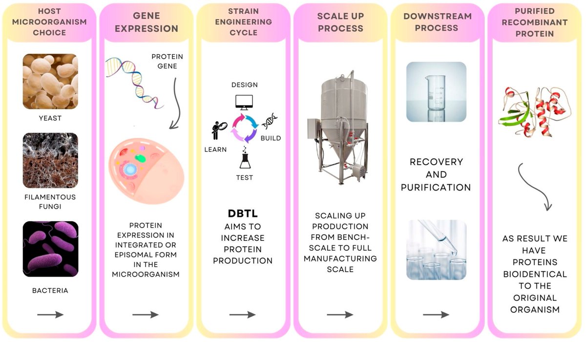Ferment_MDPI's tweet photo. This review in Fermentation explores recombinant milk, egg-white, collagen, hemoglobin, and other proteins produced through precision fermentation, highlighting its potential for more sustainable food production.
🔗 https://t.co/hNG0OoNuOh
#PrecisionFermentation #Protein https://t.co/XXExpqzHre