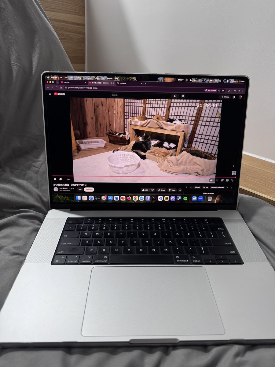 lexie_lp's tweet photo. watching this livestream is healing my soul 🥺 i counted 11 cats; 10 are sleeping and one has been cleaning itself for the last 10 minutes https://t.co/MiCrHcSxsM
