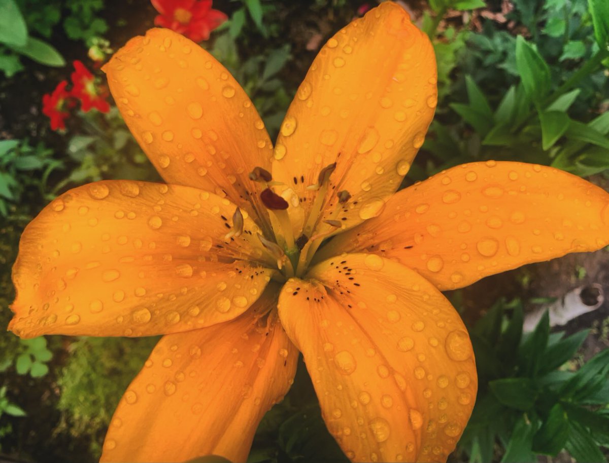 MireyaMarchr's tweet photo. Photo by Olga Ivleva on July 14, 2026. May be an image of a lily and text. https://t.co/YYFJMxNSqw