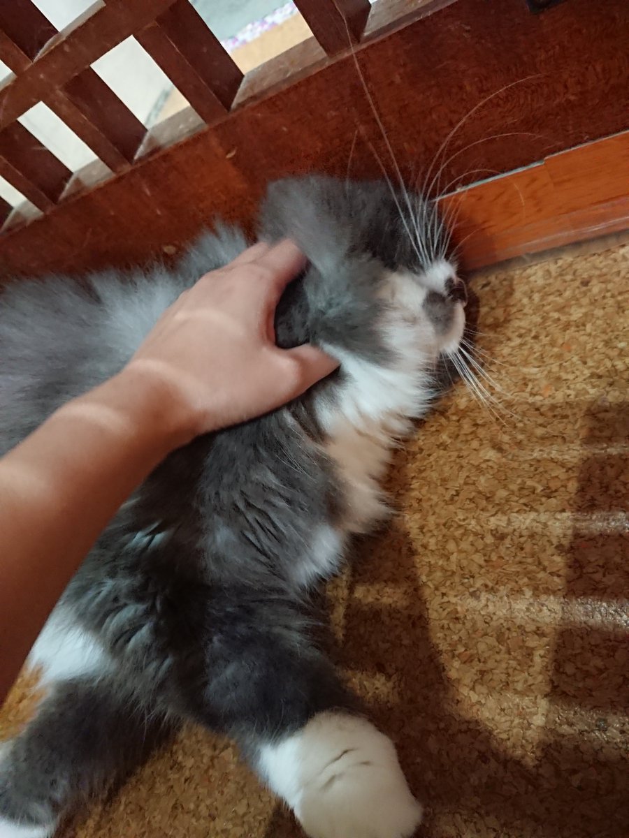 nekojalala's tweet photo. チョビがあまあまだったのでかまっていたら、クッキーが睨んでいました…💦
なのでクッキーもわしゃわしゃにしました💕

ただいまお客様いらっしゃいませんので、夜もご来店お待ちしております🎶

#ねこ #ねこjalala #猫カフェ #猫 #秋葉原  #猫好きさんと繋がりたい #cat #catcafe #nekojalala https://t.co/nznBiyWk0r