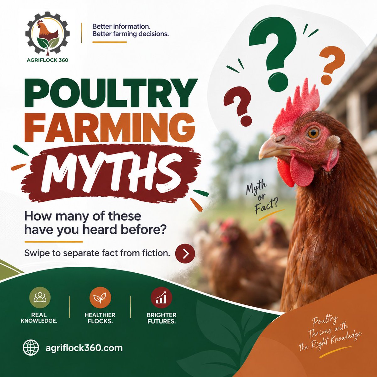 agriflock360's tweet photo. Not every piece of poultry farming advice should be accepted without question.

Brooder heat, flock health, hygiene, growth &amp; technology all come with common myths.

More from AgriFlock 360: https://t.co/6EoW99EHDH
#PoultryFarming #AgTech #SmartFarming https://t.co/iih4ditpWd
