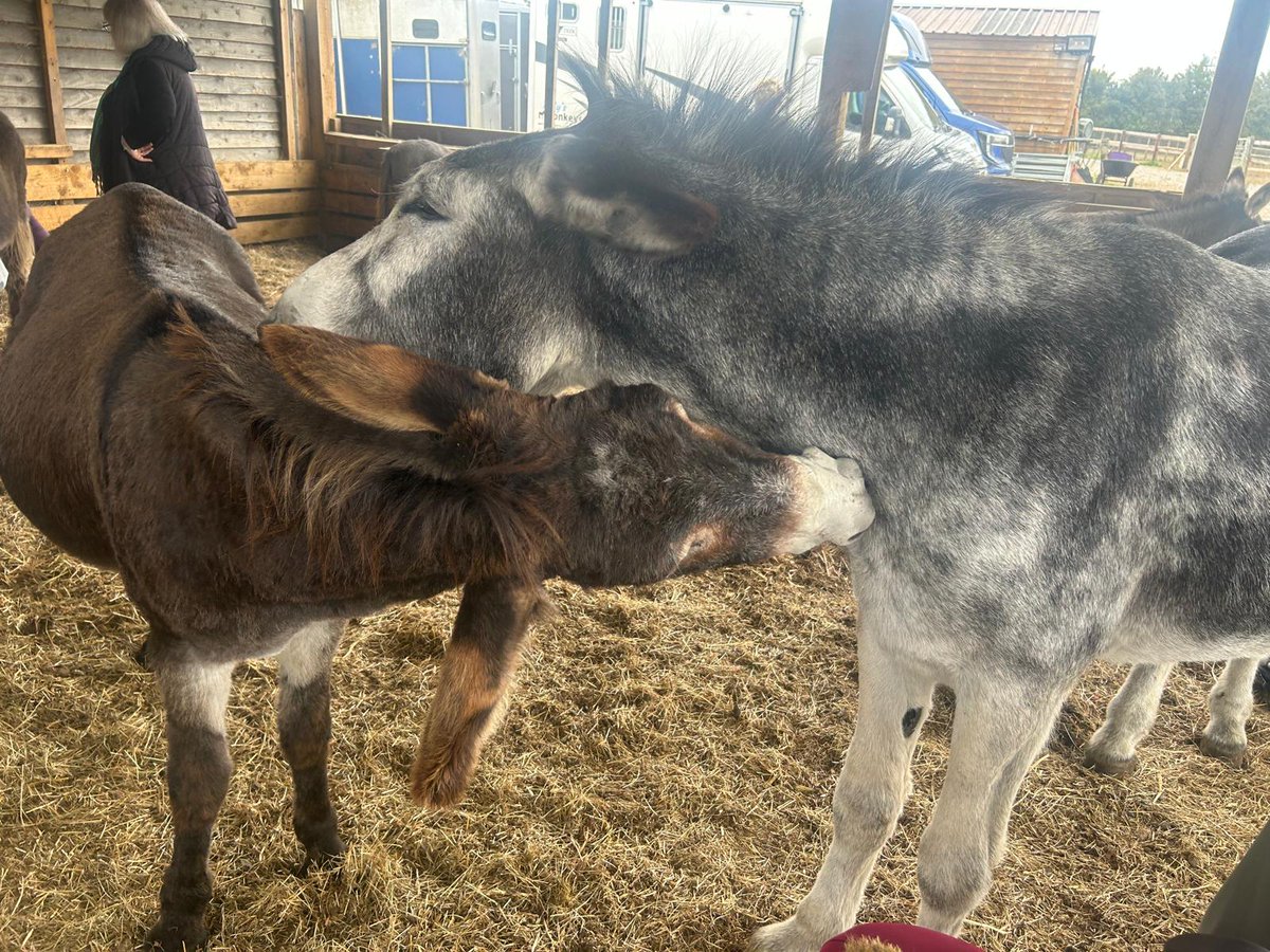 CHNursinghome's tweet photo. We recently spent an afternoon at Kelly's Donkeys in Beckington, sitting inside the pen with coffee and cake while the donkeys wandered over to say hello.
#Frome #Somerset #CareHome #Caring #Responsive #continuationoflife https://t.co/vCIvzeIBOL
