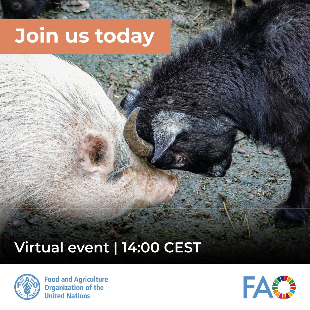 FAOLivestock's tweet photo. ๐๐ #Happeningtoday | Discover practical biosecurity solutions to help small-scale farmers protect livestock from #ASF & #PesteDesPetitsRuminants. Learn from real-world experiences in Cambodia, Lao PDR & Kosovo.
โฐ14:00 CEST
๐ https://t.co/QM0PiUUO6V
#AnimalHealth #OneHealth https://t.co/VZkXGIqwOC