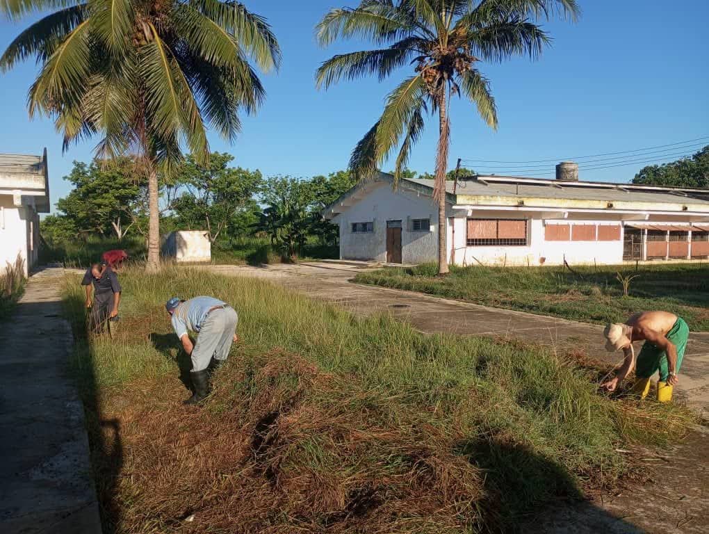 ICACuba's tweet photo. Durante la semana, los trabajadores del Instituto de Ciencia Animal realizaron labores de chapea y limpieza en áreas del Departamento de Producción de Monogástricos.
#Cuba #ICACuba #JuntosPodemos #Mayabeque @CubaMES https://t.co/k8aAimRXFO