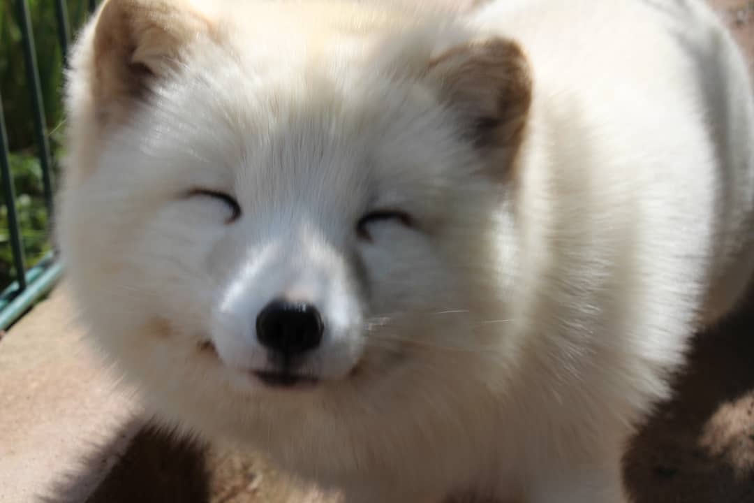DailyArcticFox's tweet photo. ❄️🦊 https://t.co/nKneNH2BRx