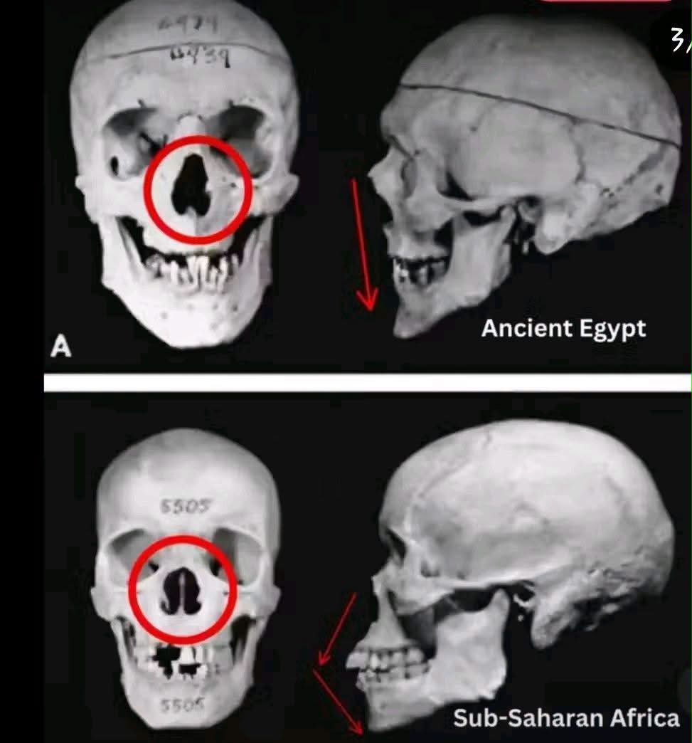 Peuwvimy's tweet photo. We weren’t savages you racist. We were slaves traded and illegally sent to Australia you moron. 

I bet your a black Jurassic  slave trader who pretends they were never murderers of their own people

And oh by the way indigenous in Australia were Africans. They colonised and murdered the Denisovans 

So they weren’t native either fuckwit
