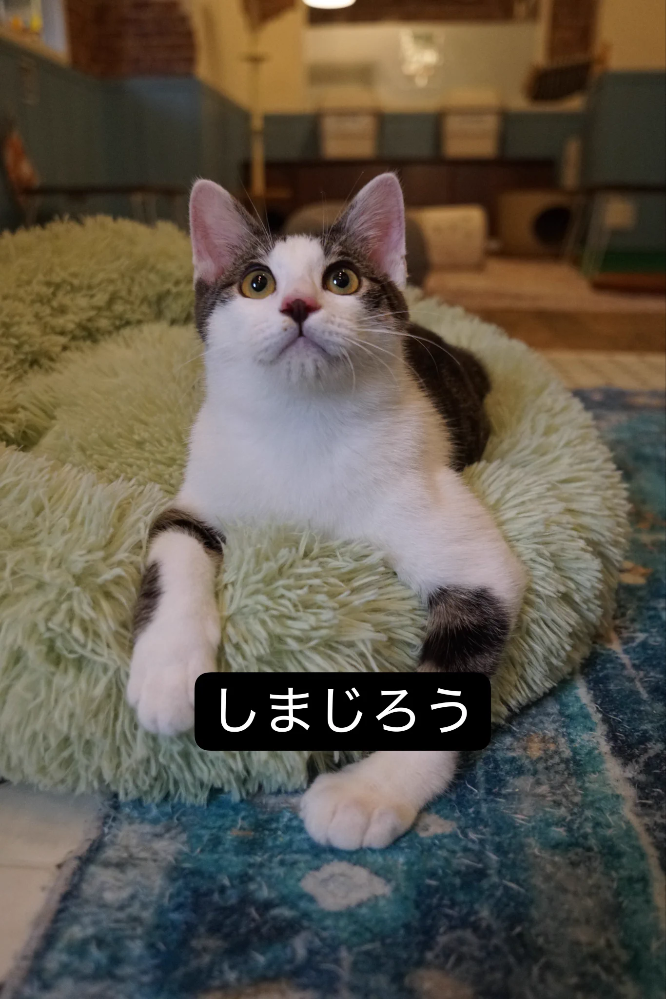 SAVE CAT CAFE😸【里親募集中】 on X: 