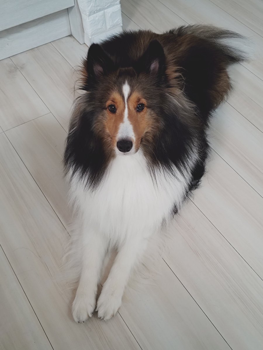 misosp's tweet photo. 2002年のゲームに何いってんだこいつ

ってうちの犬が言ってます https://t.co/K1iiaqsYuL