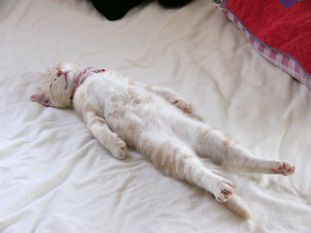 fragile777's tweet photo. Sweet Dreams
おやすみニャンコ
#猫好きな人と繋がりたい #猫かわいいね #Cats https://t.co/EPWoZ3OOBC