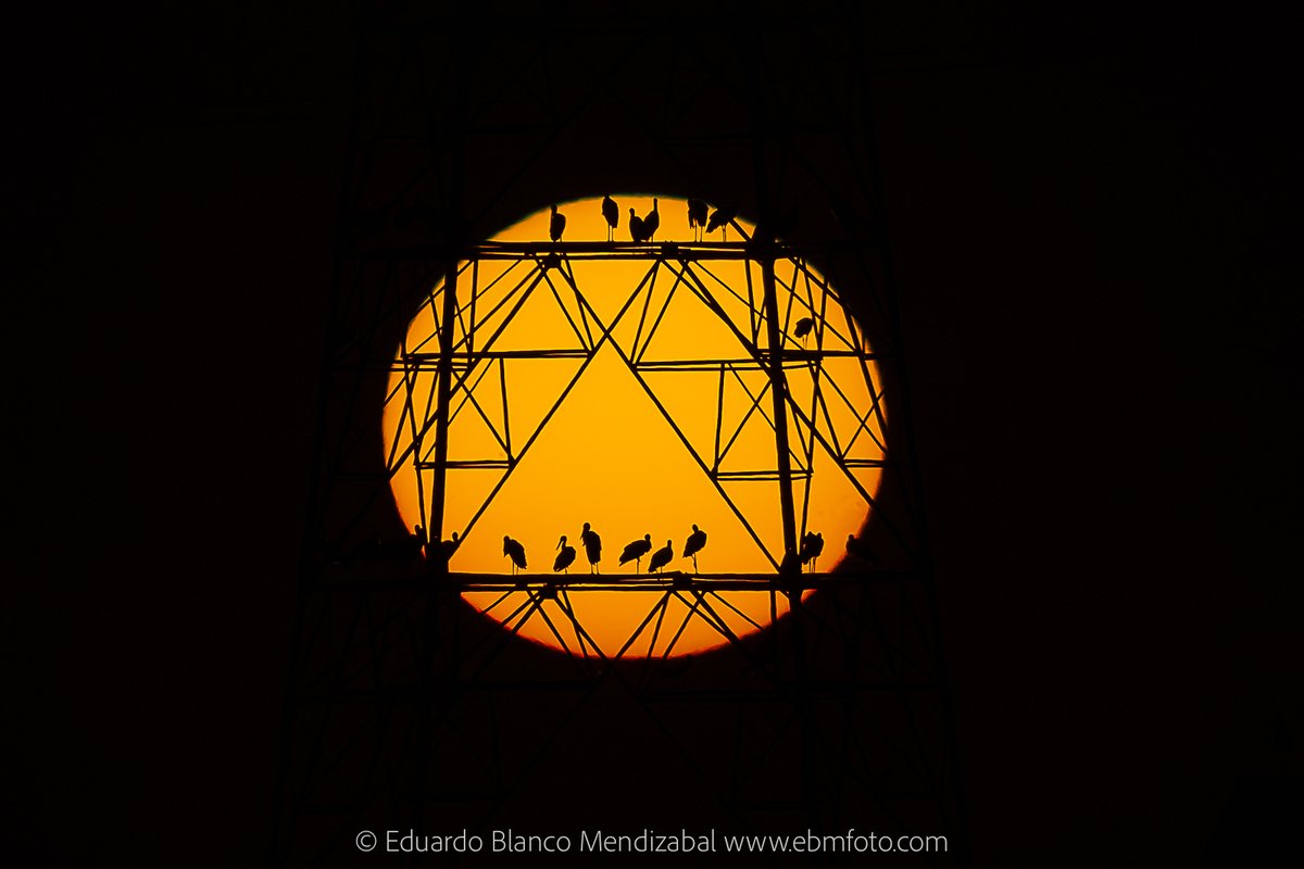 EBMFOTO's tweet photo. Cigüeñas y sol. Un pequeño ensayo fotográfico https://t.co/c71xGe1W1Q