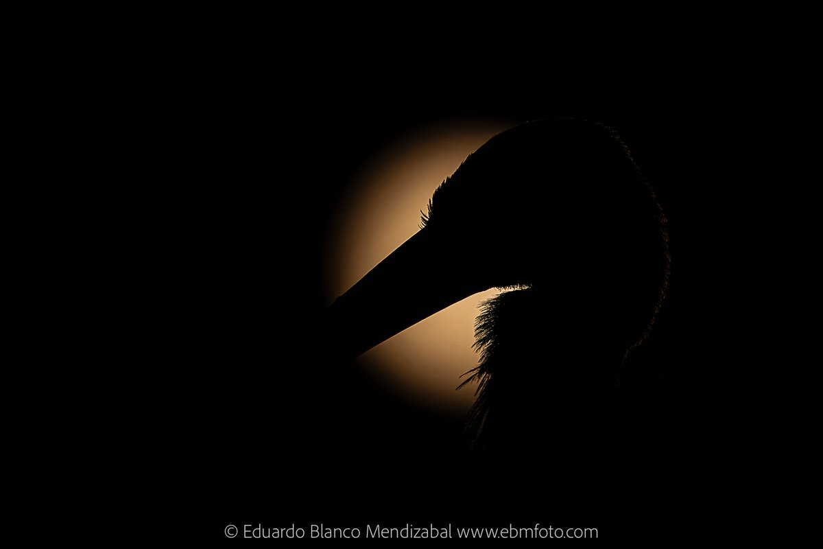 EBMFOTO's tweet photo. Cigüeñas y sol. Un pequeño ensayo fotográfico https://t.co/c71xGe1W1Q