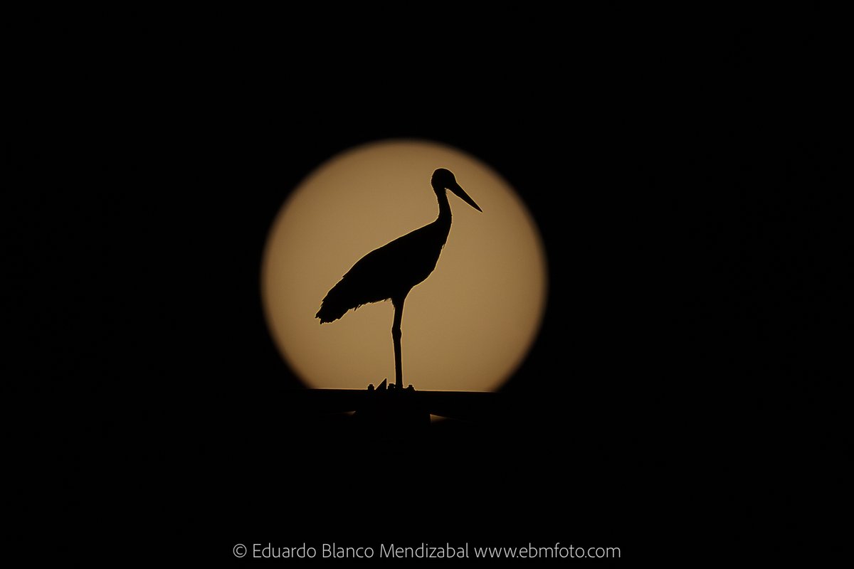 EBMFOTO's tweet photo. Cigüeñas y sol. Un pequeño ensayo fotográfico https://t.co/c71xGe1W1Q