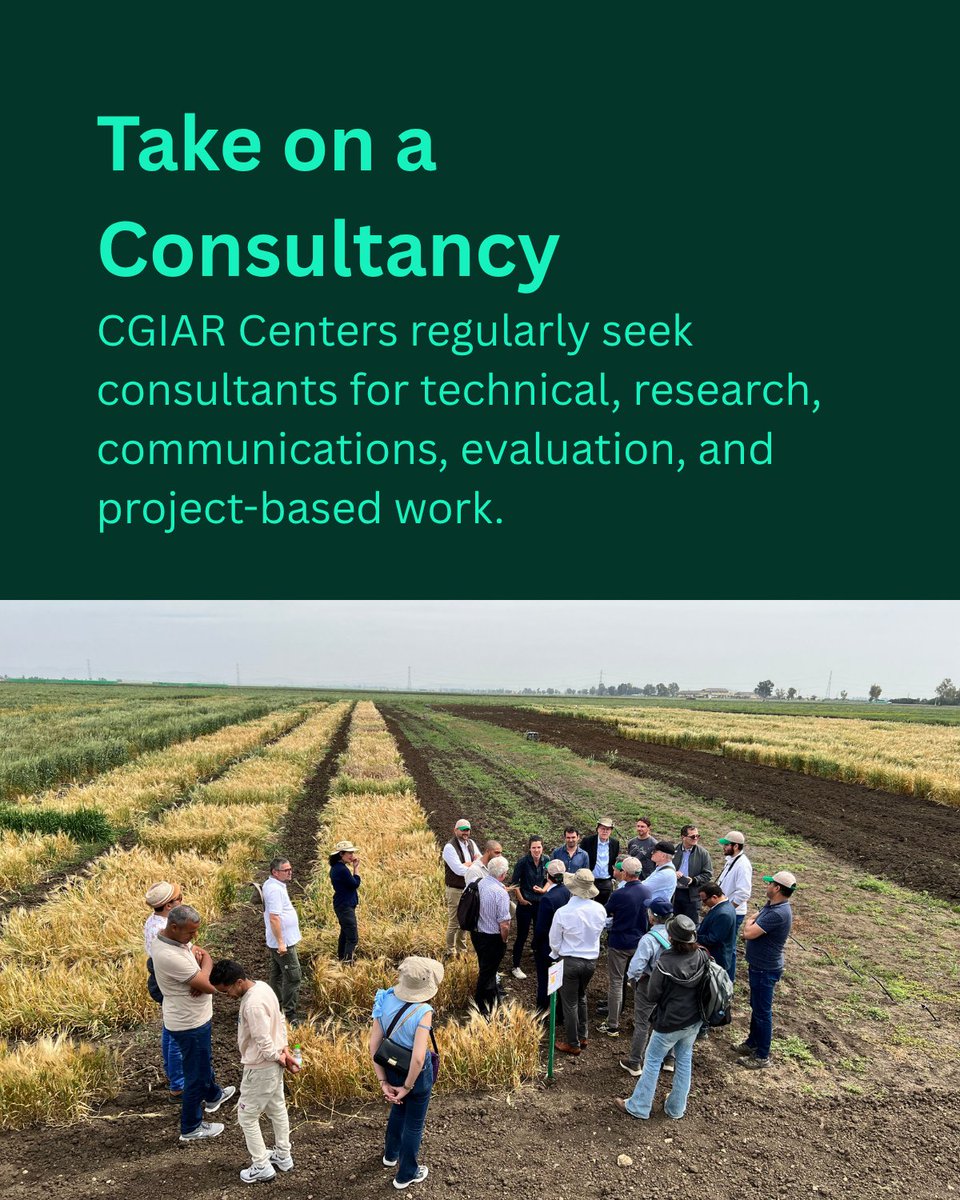 CGIAR's tweet photo. 🔍 Looking for a job, consultancy, internship, traineeship, or fellowship? Here's how to find opportunities across CGIAR. 

🔗 https://t.co/QcHrJWkM3S 

#CareersAtCGIAR #Jobs #Internships #Traineeships #Consultancies #ResearchCareers #FAQFriday https://t.co/2dmcQOZBY0