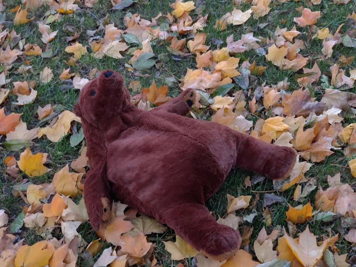 httpsosweet's tweet photo. It's the first day of Autumn https://t.co/vMEpLEKC2u