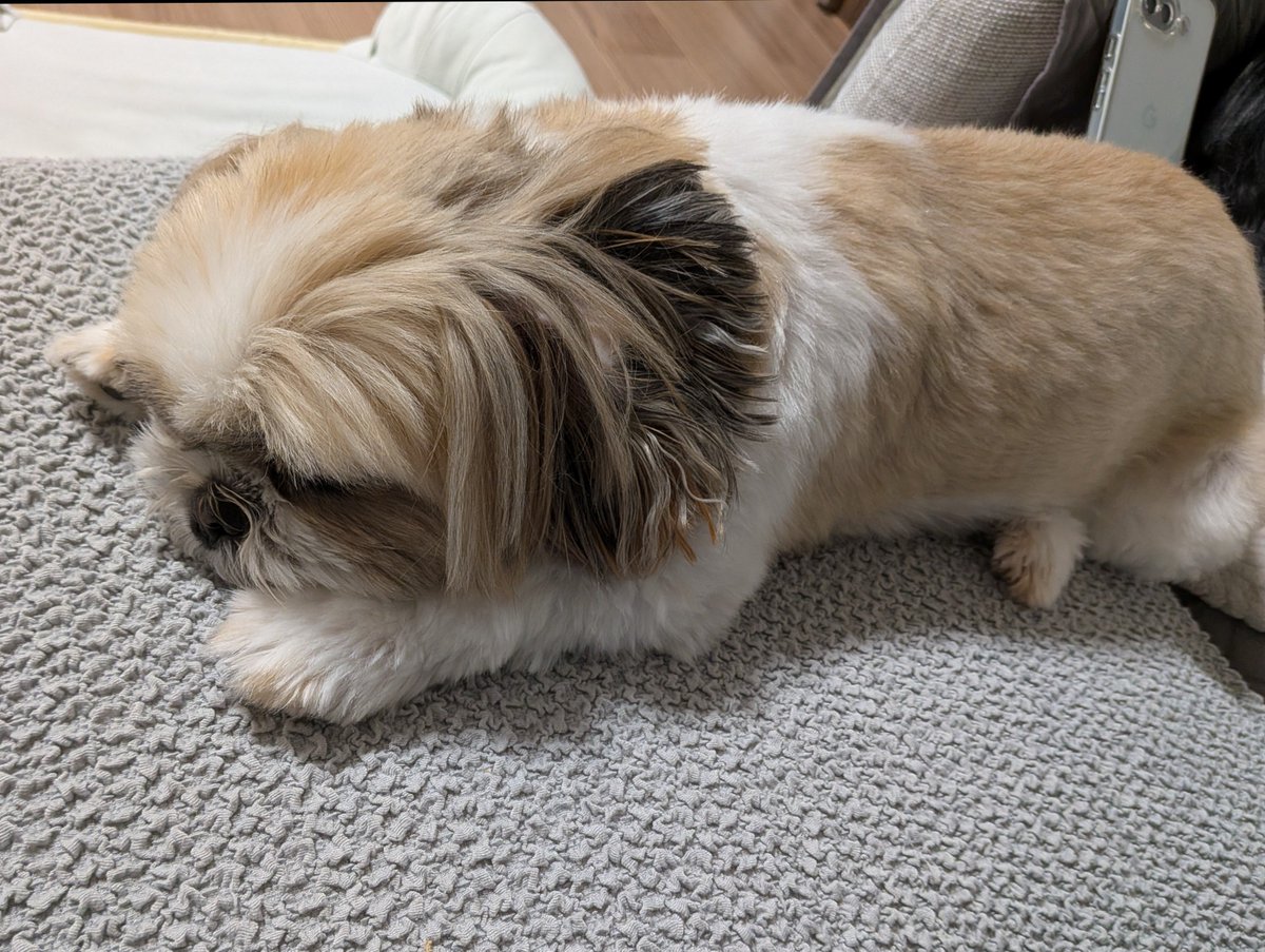 luck_the_dog's tweet photo. 腕枕するけれど

#loveyouanyway_
#それでも好き_
#shihtzu
#シーズー https://t.co/bmJH2IQrOC