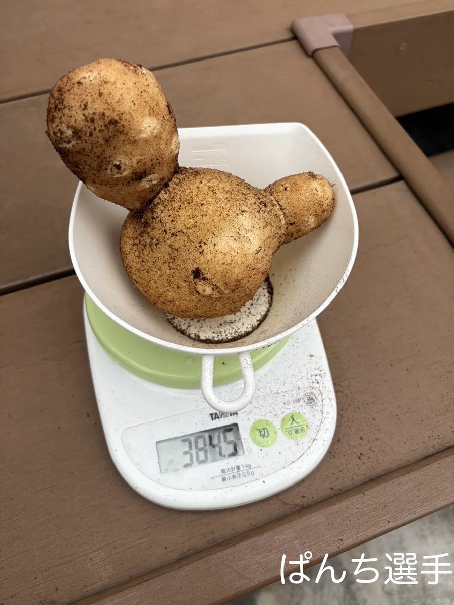 PROTOLEAF's tweet photo. 🏆ポテトバッグ甲子園2026 優勝者(@PJdTrcsRqGM5Ue9）の
じゃがいも写真です！🥔✨！

くっついているような不思議な形…
実はこれ「二次生長（にじせいちょう）」という現象なんです👀

栽培途中で気温や水分が変わると、
一度止まった成長を再開させようとしてこんな個性的な姿に！🌱

植物のたくましい生命力、ワクワクします！🙌

#ポテトバッグ甲子園2026
