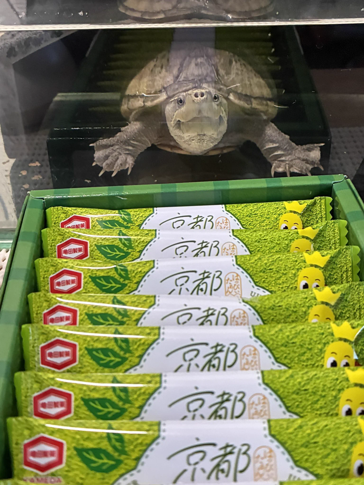 🐢みくろっと🐢 (@123zxc_cxz) / X