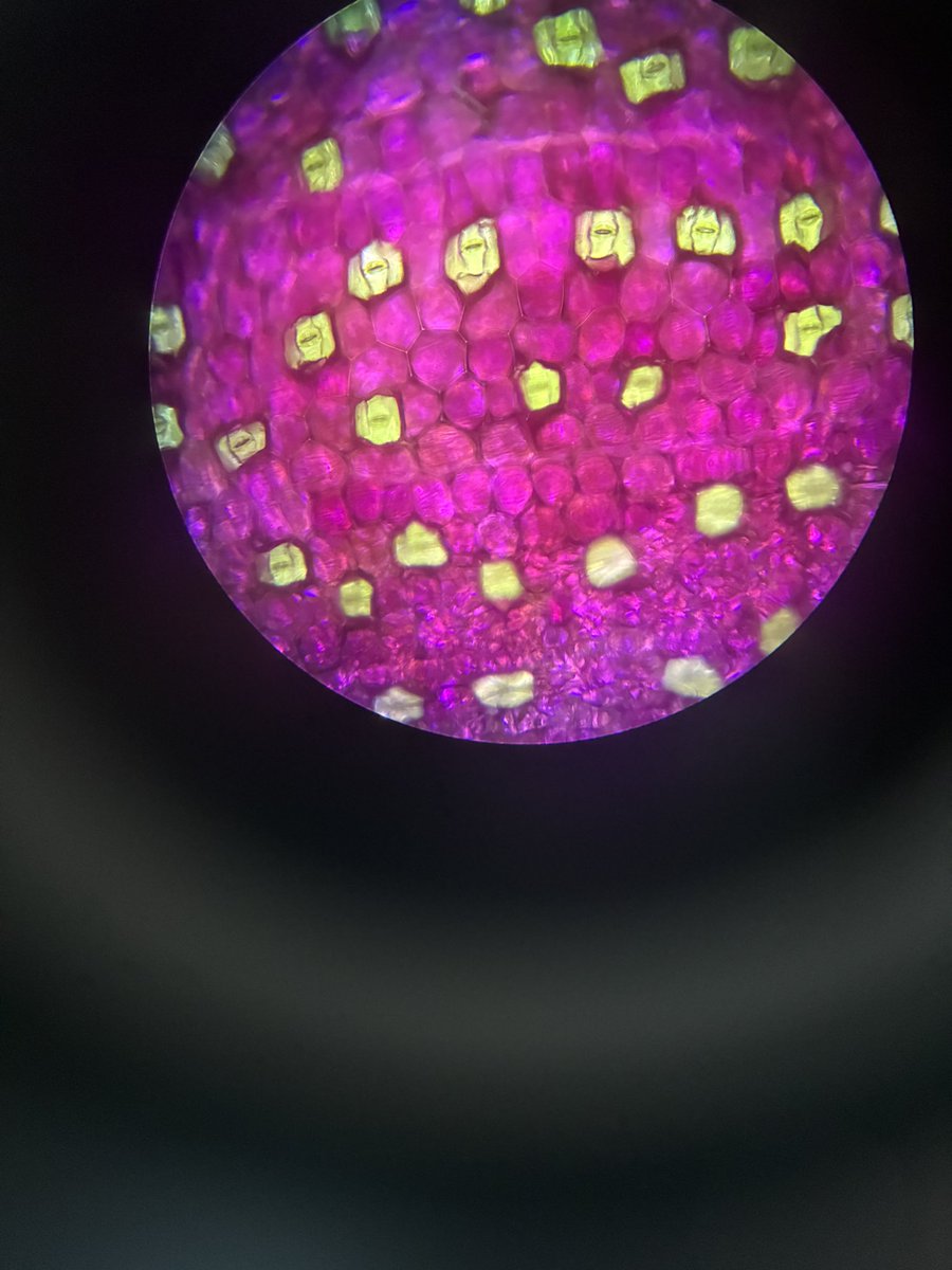mrs_k_martyn's tweet photo. Microscopy with our S4 biologists 🍃🔬@BishopbriggsAC https://t.co/LdHPsyx1Xx
