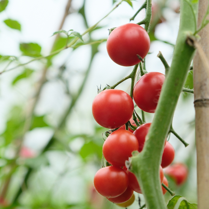 Antoniettagngp's tweet photo. Tomates cherry ecológicos, jugosos y llenos de sabor! 100% producto local, ideal para ensaladas o snacks. 10/10 en nuestra prueba de sabor. https://t.co/9GSEXbtSsL