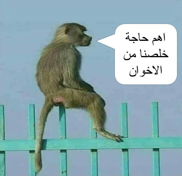 mazen00711's tweet photo. سيساوي وهو منتظر الإنجازات اللي بيسمع عنها بالتلفزيون https://t.co/pm2STPXLfC