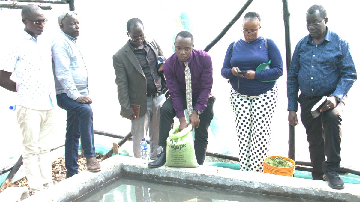 ASARECA's tweet photo. Getting Practical
Following Training Trainers of Trainers, extension agents, women & youth on establishing Azolla demonstration hubs in Burundi, participants drawn from select target stakeholders on September 11, 2026, visited  @isabu_officiel  for a practical session on how to establish Azolla.

Key learning points at the site:
💡Azolla grows exclusively in water with normal Ph. There is no need for soil as a medium for growth.
💡Five kilogrammes of organic fertilizer is recommended to plant 1 kilogramme of azolla.
💡Completely decomposed organic manures are adequate to provide required amount of nutrients (mainly phosphorus).
💡Azolla pond should be a shallow establishment of about 4 inches upon which only one inch should be filled with water.
💡When applying fertilizer, it is recommended to pass it through a filter such as porous bags.

This initiative is coordinated by @ASARECA in the subregions and is facilitated through the CAADP-XP4 Programme funded by the @EU_Commission  and Managed by @IFAD , is bridging the gap between agricultural research and smallholder adoption to build climate-resilient farming communities.

#Agroecology #GreenTransition #AzollaTech #Burundi #Rwanda #SustainableAg #ISABU #ClimateResilience #AgricultureEastAfrica