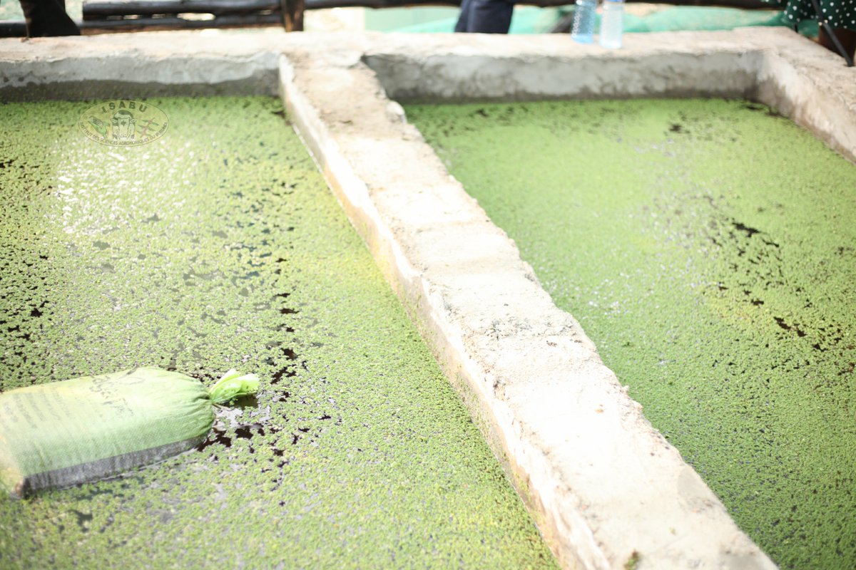 ASARECA's tweet photo. Getting Practical
Following Training Trainers of Trainers, extension agents, women & youth on establishing Azolla demonstration hubs in Burundi, participants drawn from select target stakeholders on September 11, 2026, visited  @isabu_officiel  for a practical session on how to establish Azolla.

Key learning points at the site:
💡Azolla grows exclusively in water with normal Ph. There is no need for soil as a medium for growth.
💡Five kilogrammes of organic fertilizer is recommended to plant 1 kilogramme of azolla.
💡Completely decomposed organic manures are adequate to provide required amount of nutrients (mainly phosphorus).
💡Azolla pond should be a shallow establishment of about 4 inches upon which only one inch should be filled with water.
💡When applying fertilizer, it is recommended to pass it through a filter such as porous bags.

This initiative is coordinated by @ASARECA in the subregions and is facilitated through the CAADP-XP4 Programme funded by the @EU_Commission  and Managed by @IFAD , is bridging the gap between agricultural research and smallholder adoption to build climate-resilient farming communities.

#Agroecology #GreenTransition #AzollaTech #Burundi #Rwanda #SustainableAg #ISABU #ClimateResilience #AgricultureEastAfrica