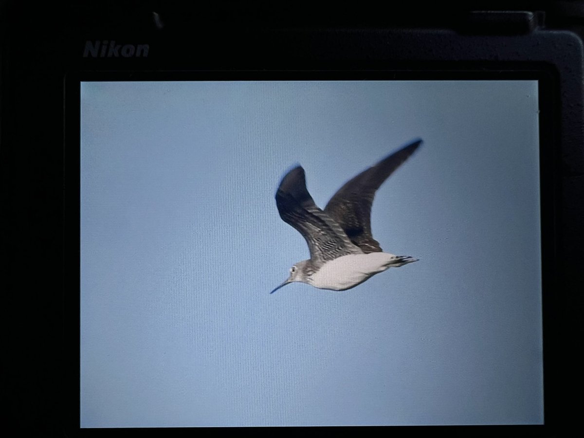 DanFWildlife's tweet photo. Despite still not being able to beat the early morning dog walkers & joggers before they flush any waders, from 6am a nice little selection at Watermead this morning, highlights being…

2 GREEN SANDPIPER - only the 3rd record & 5 years since last!
SPOTTED FLYCATCHER.
HOBBY with prey.
5 SAND MARTIN.
5 RAVEN.
KINGFISHER
Female SHOVELER

#bucksbirdnews #birds #birding #birdwatching #wildlife #nature @bucksbirdclub @WildTours_co_uk @ChilternsNature