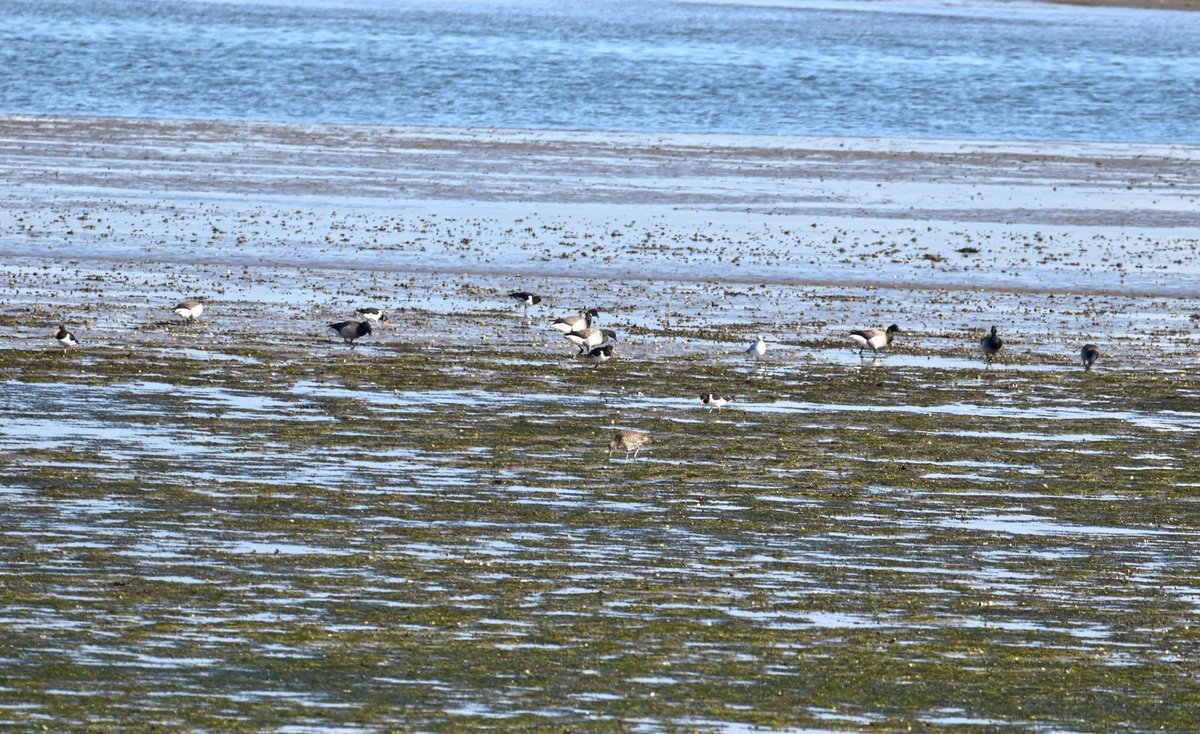 PenrhosSave's tweet photo. Penrhos is a unique site, it has a variety of wildlife living and visiting 
They  will have their habitat destroyed so another holiday tourist village can be built ( it’s not a need ) Ynys Môn /Anglesey has plenty of places to stay for holiday makers who come for the beautiful wildlife habitats and the landscapes/seascapes  dark skies.Tourists  come from built up areas to Ynys Môn /Anglesey  they come to escape  from the hustle bustle of daily life to relax in nature.
Destroying what brings tourists to the island doesn’t make sense ! 
#SavePenrhos #AchubPenros 
📸David Vaughan Hughes