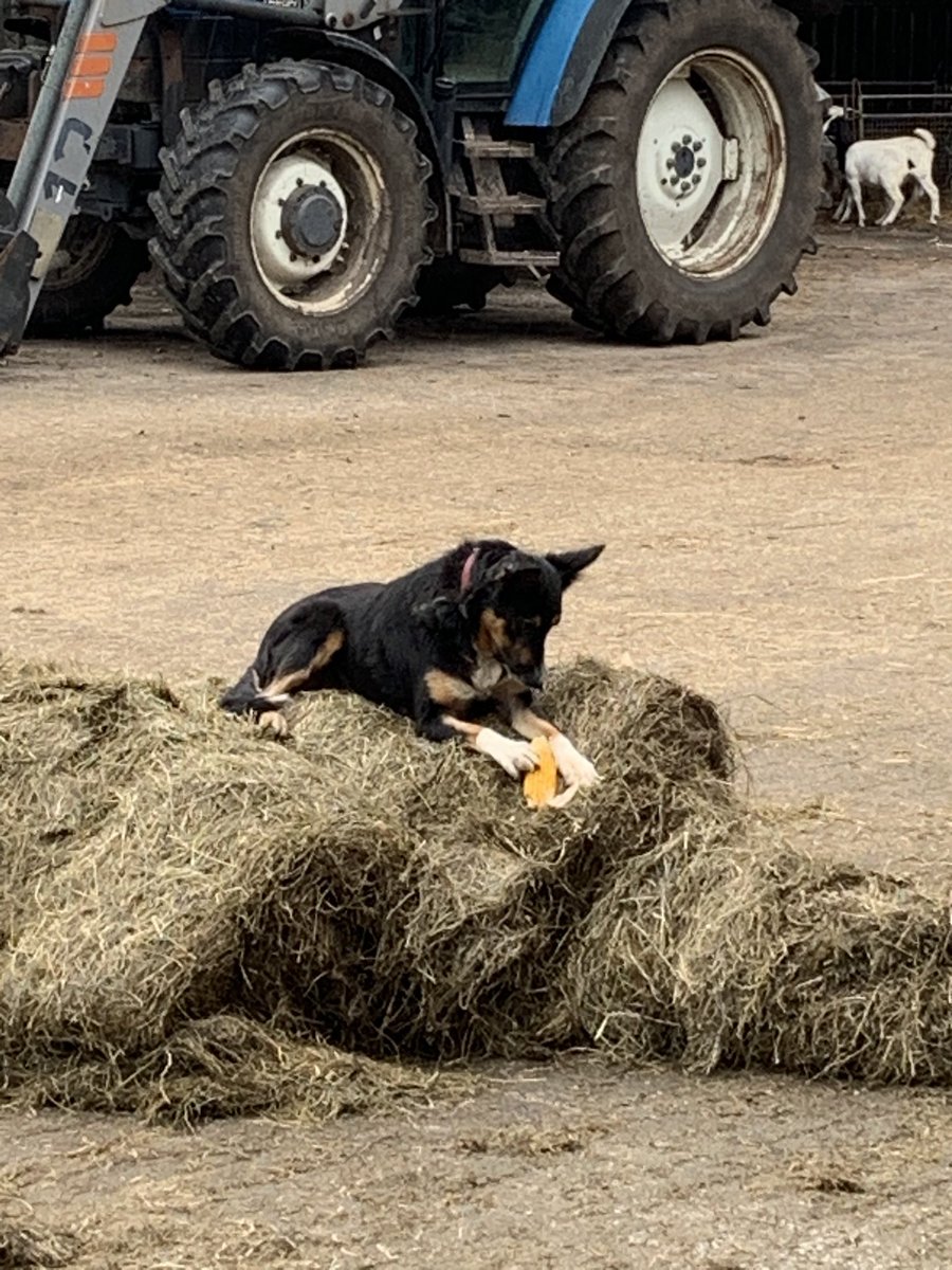 MartineRozeboom's tweet photo. Wanneer je jezelf uren kunt vermaken met een stomme maiskolf #boerderijhond #lizzy #bordercollie #herder https://t.co/1f9Wu26Ig3